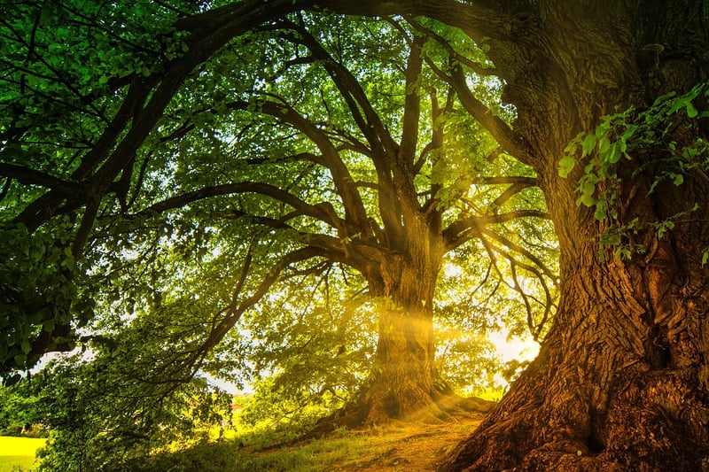 Enchanted forest with mystical vines