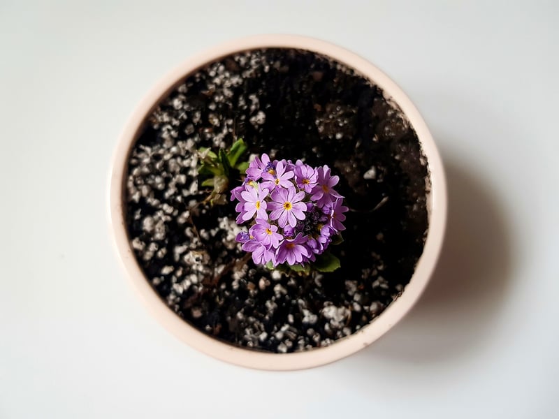 Miniature Garden